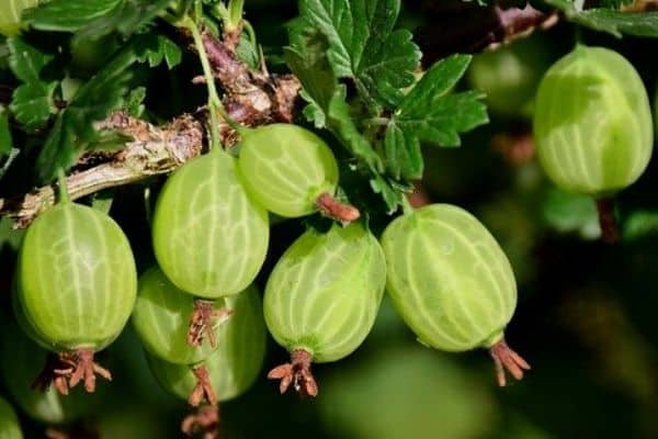 gooseberries