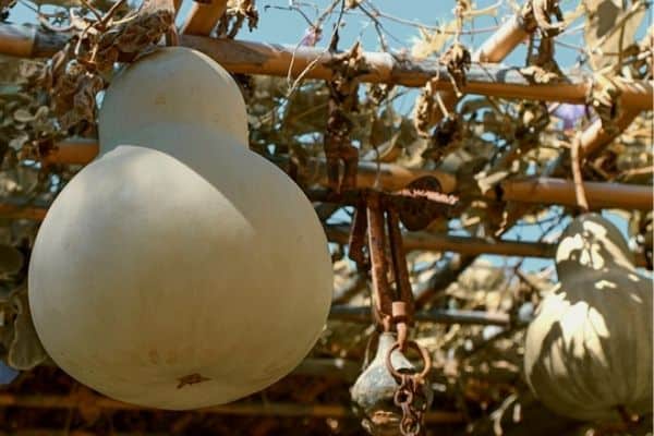 gourd vine on pergola