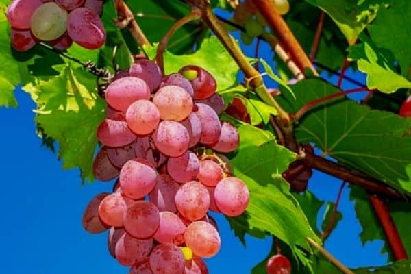 Grape vine