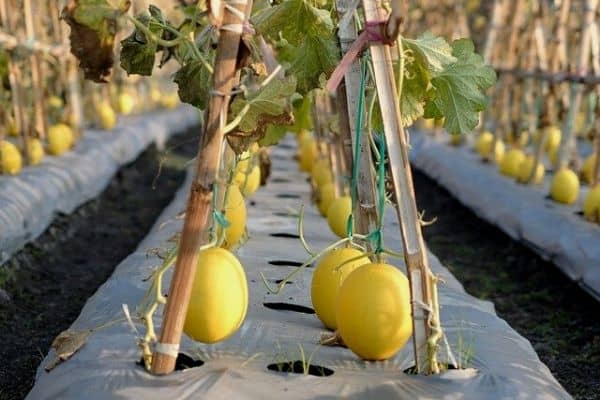 Melons growing on trellis