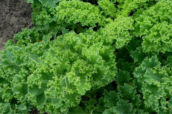 Kale plant