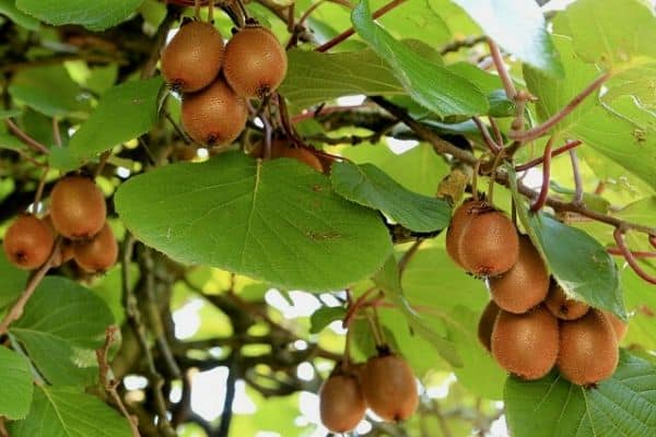 Climbing kiwi fruit