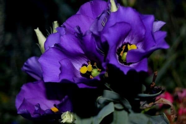 Lisianthus blooms