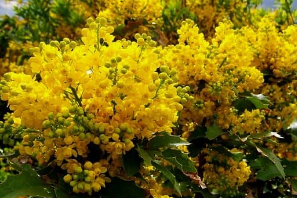 Shrubs with yellow flowers