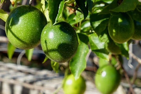 Trellis fruit plants