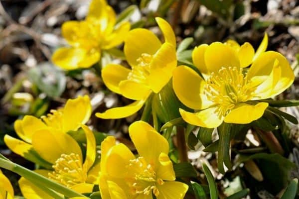 Potentilla shrub