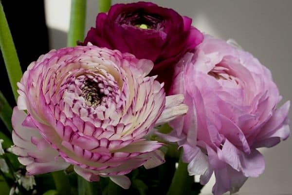 Ranunculus flowers