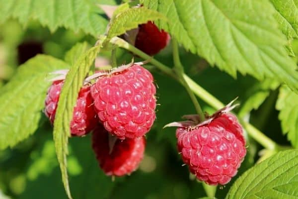 Raspberry vine