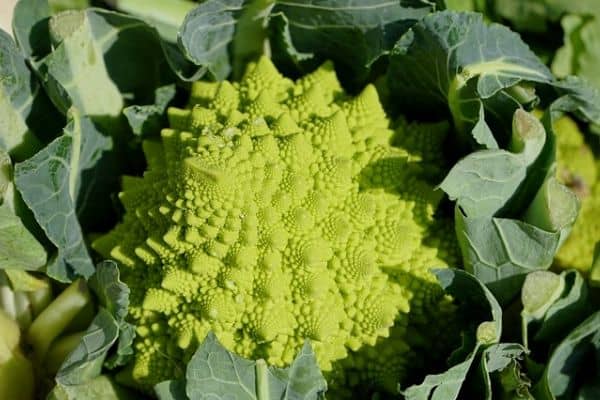 Growing Brassica vegetables