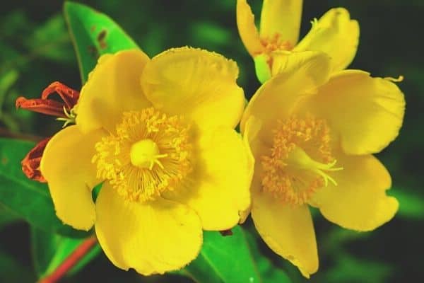 St. John's wort flowers