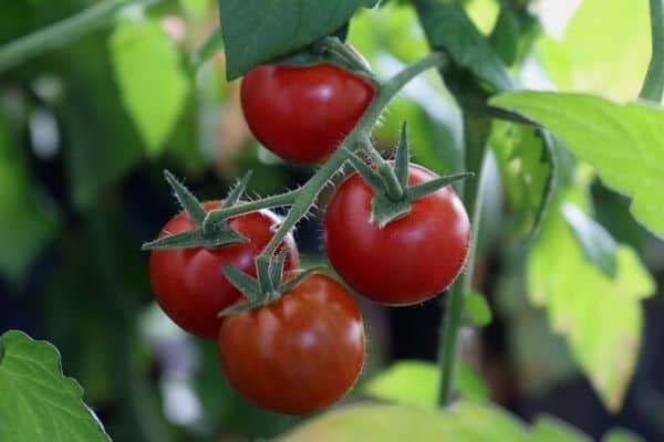 Tomato plant