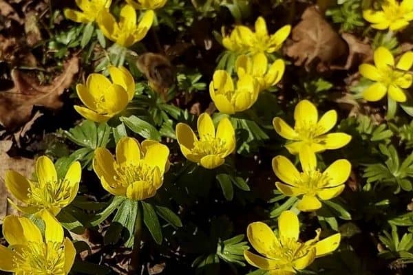 winter aconite flowers