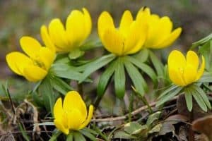Read more about the article How to Grow Winter Aconite Flowers