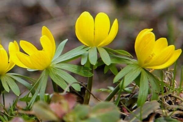 Winter aconite blooms