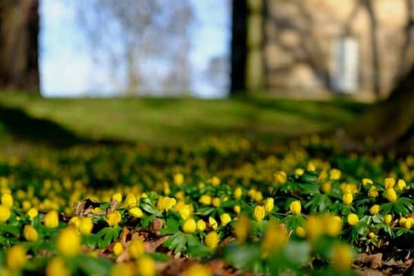 Yellow winter aconites