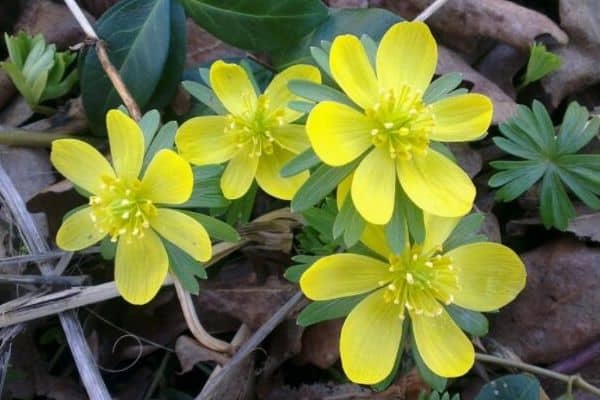 winter aconite flowers