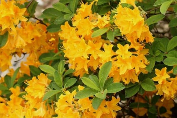 Yellow azalea plants