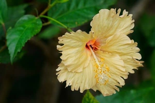 Creamy yellow hibiscus flower