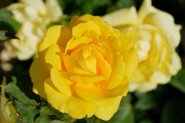 Yellow flowering rose