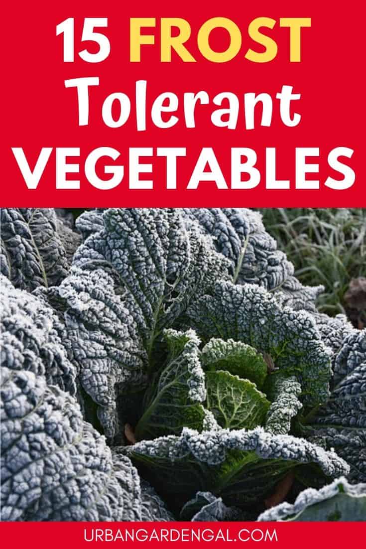 Frost Tolerant Vegetable Plants