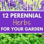 Perennial herbs for your garden