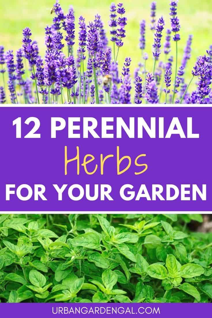 Perennial herbs for your herb garden