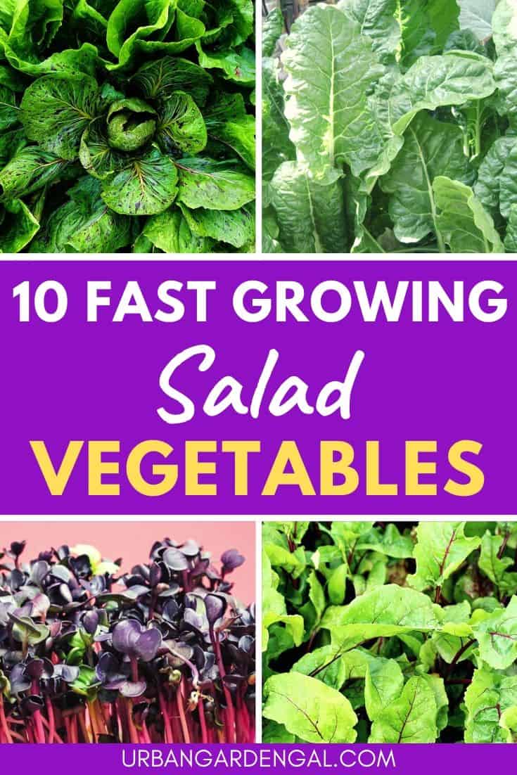 Fast growing salad greens