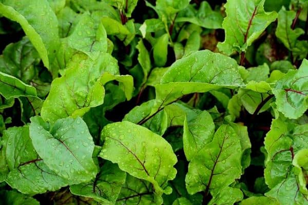 beet leaves