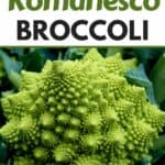growing romanesco broccoli