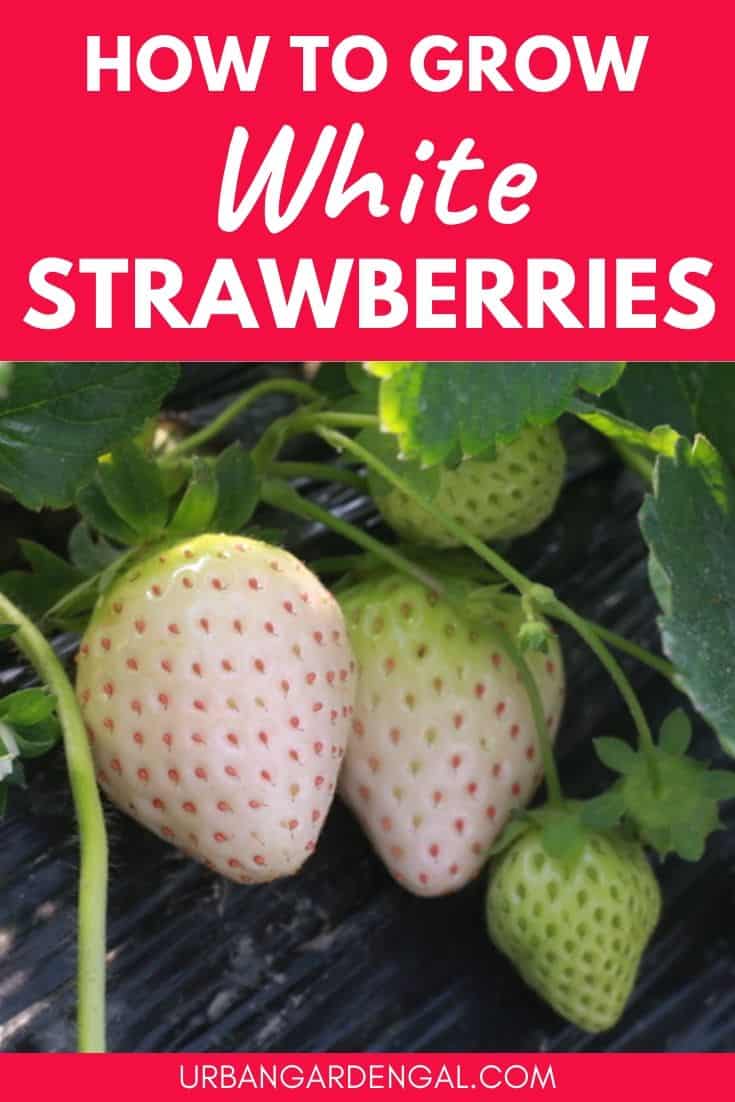 How to grow white strawberries