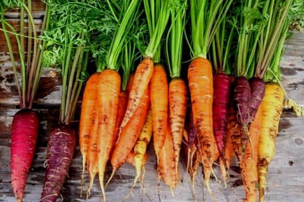 taproot vegetables