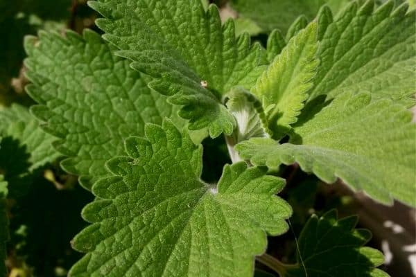 Catnip in an herb garden