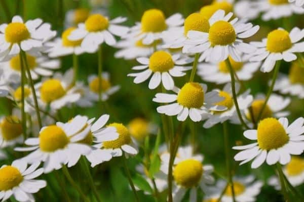 Hierbas perennes