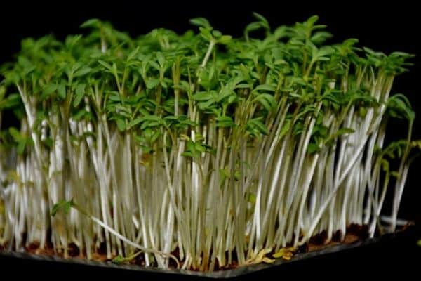 garden cress