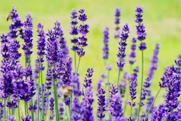 purple lavender bush