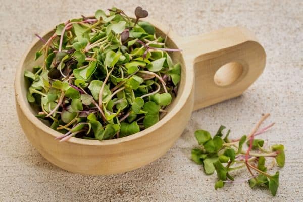 fast growing salad plants