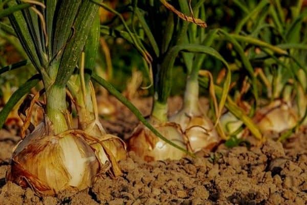 onion plants