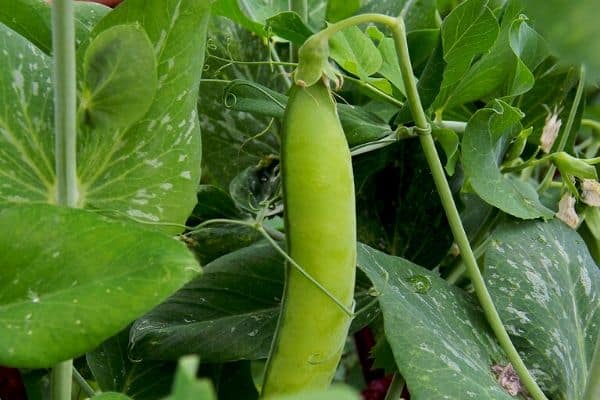 Peas growing in the garden