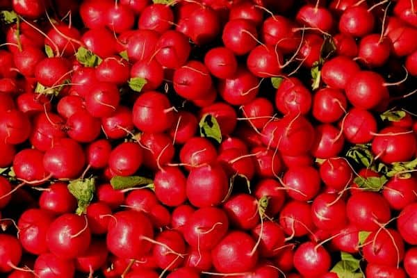 red radishes