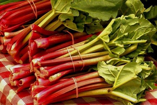 rhubarb plants