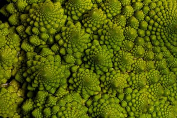 Romanesco broccoli