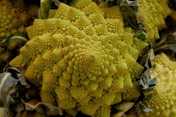 Romanesco cauliflower