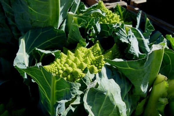 Romanesco plant