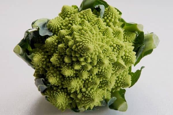 Harvesting romanesco broccoli