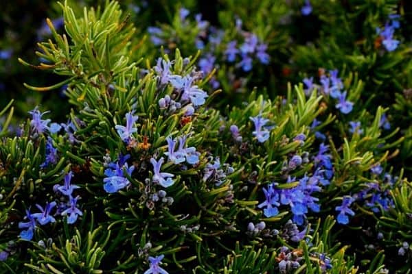 rosmarin ört blommor