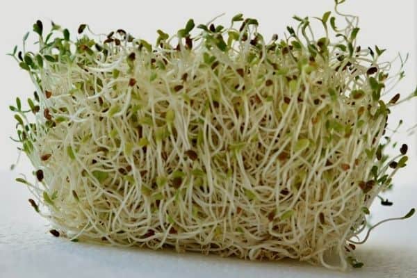 salad sprouts