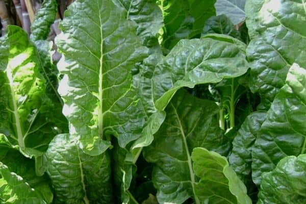 spinach plants