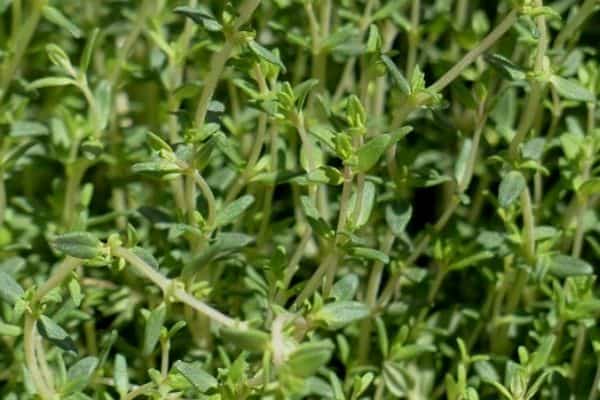 Thyme