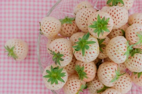 White strawberry fruits