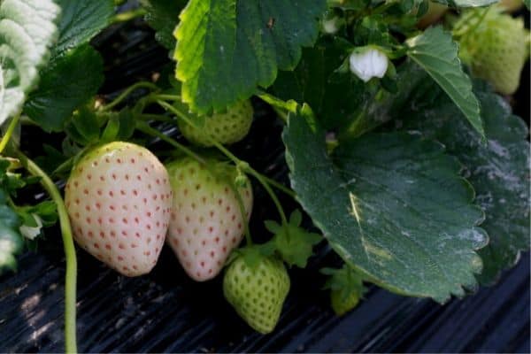 Growing white strawberries